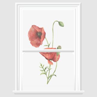 Poppy Decorative Window Film